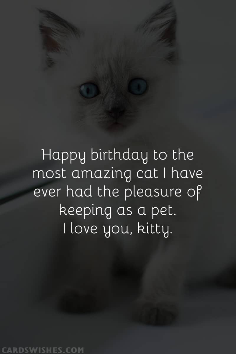 Happy birthday to the most amazing cat I have ever had the pleasure of keeping as a pet. I love you, kitty