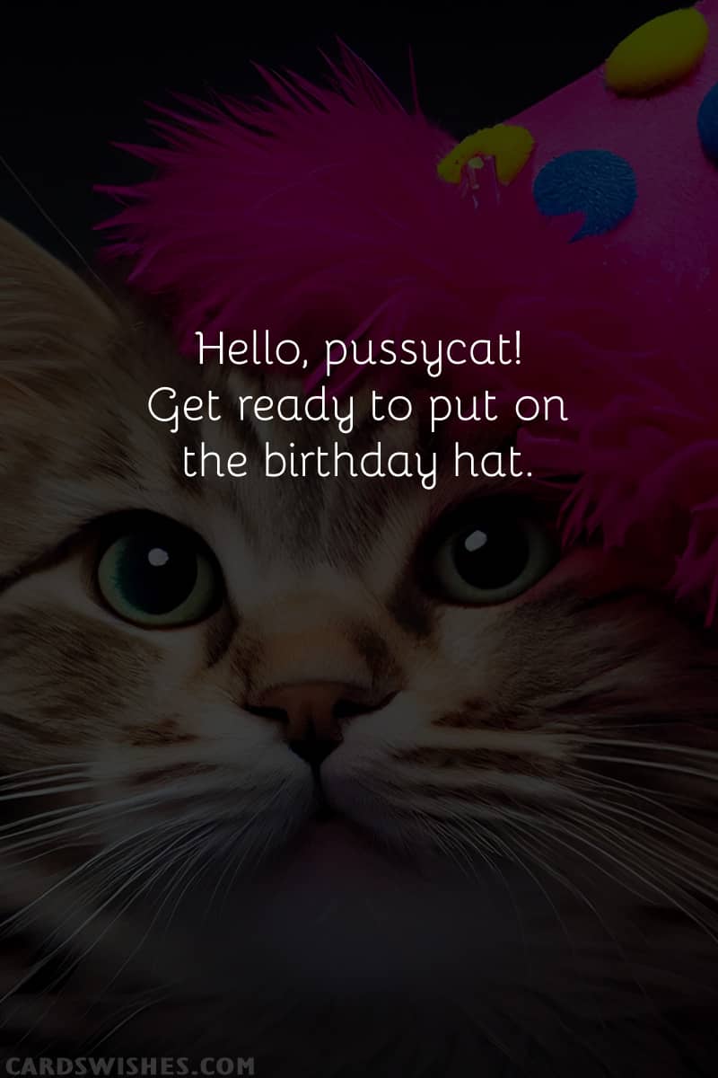 Hello, pussycat! Get ready to put on the birthday hat