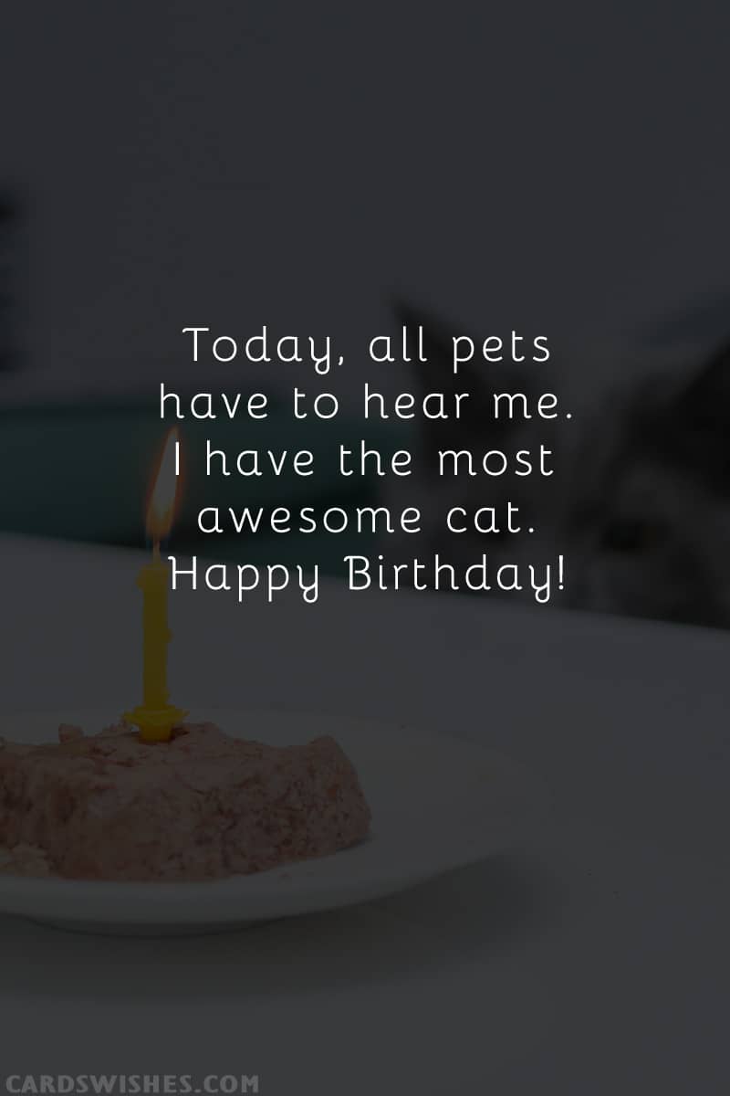 Today, all pets have to hear me. I have the most awesome cat