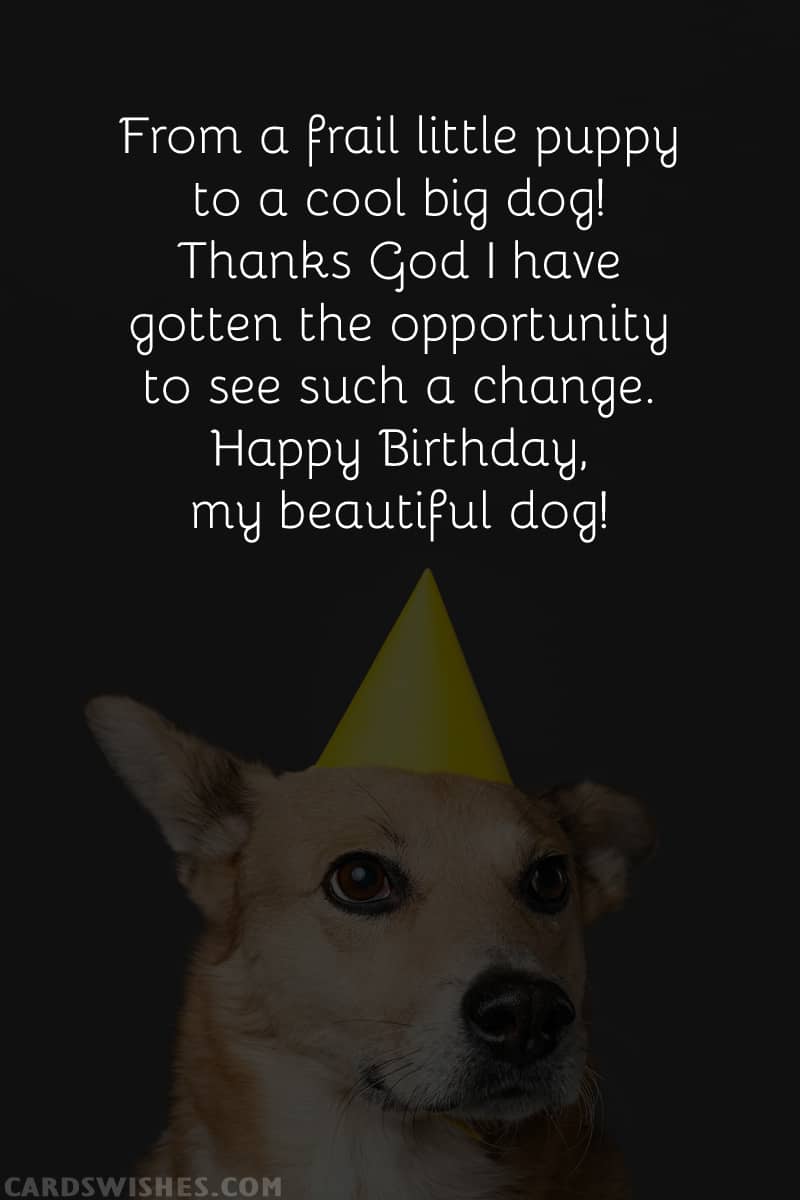 From a frail little puppy to a cool big dog! Thanks God I have gotten the opportunity to see such a change. Happy Birthday, my beautiful dog!