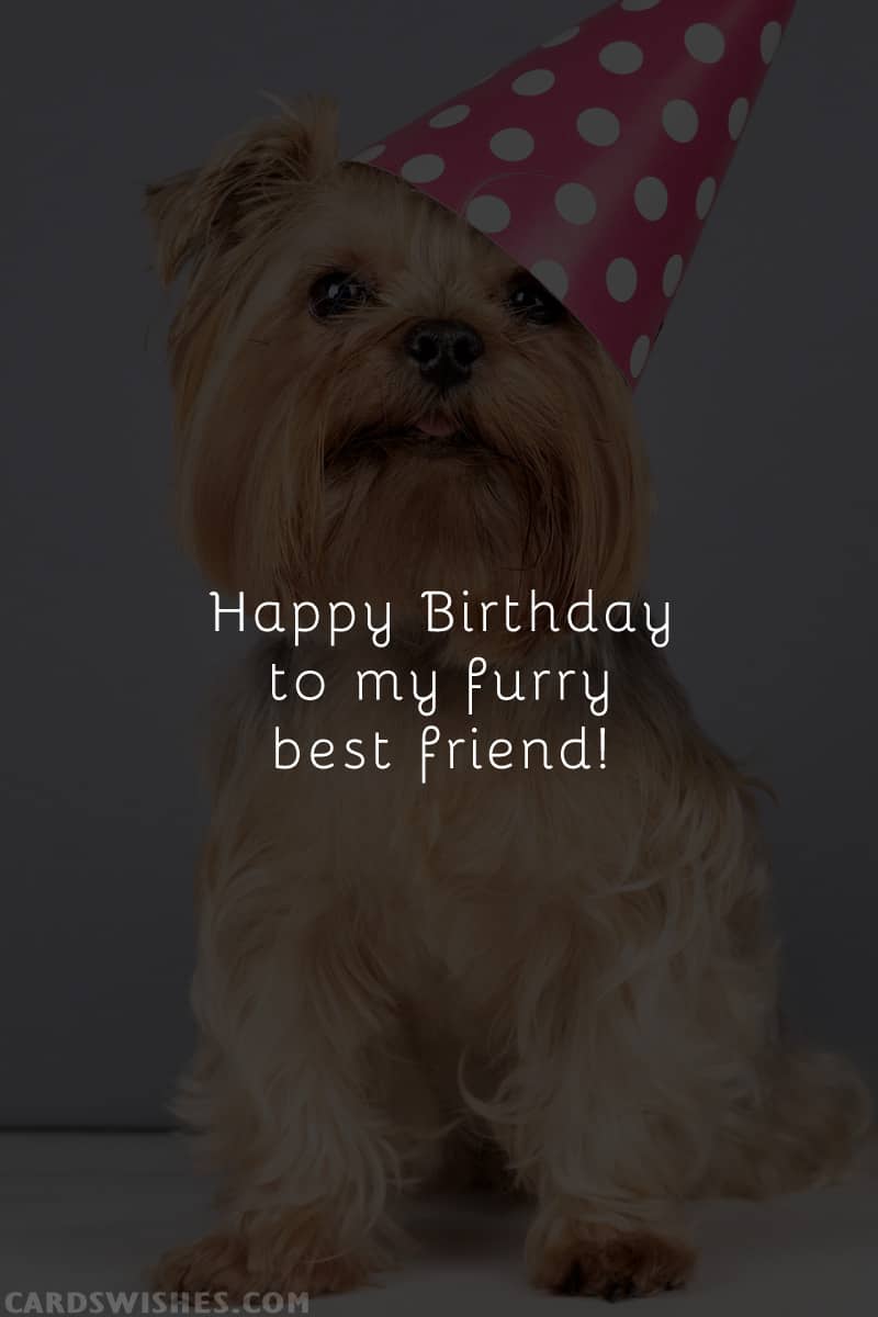 Happy Birthday to my furry best friend