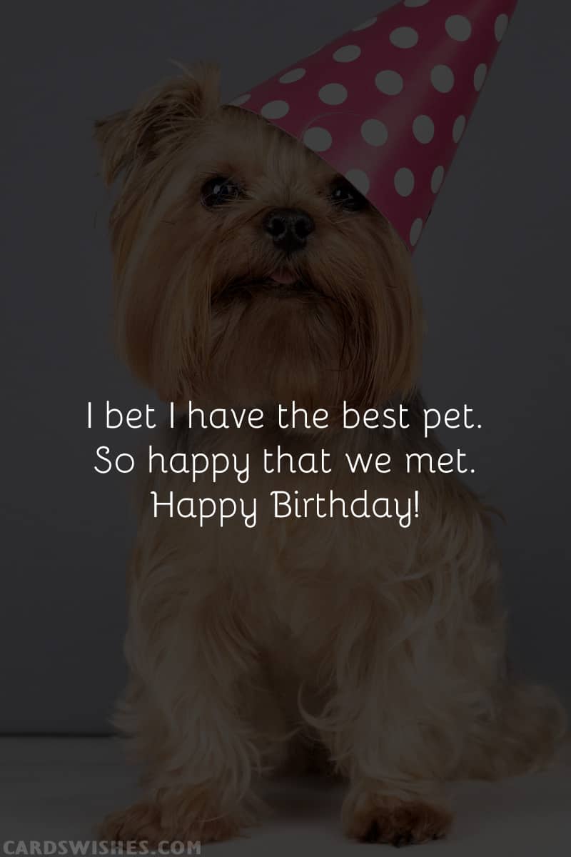 I bet I have the best pet. So happy that we met. Happy Birthday!