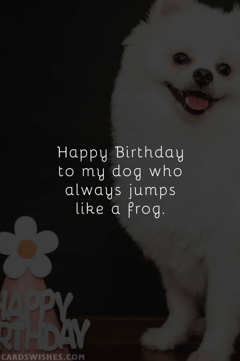 Happy Birthday to my dog who always jumps like a frog