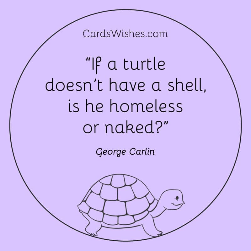 Funny Quotes About Turtles