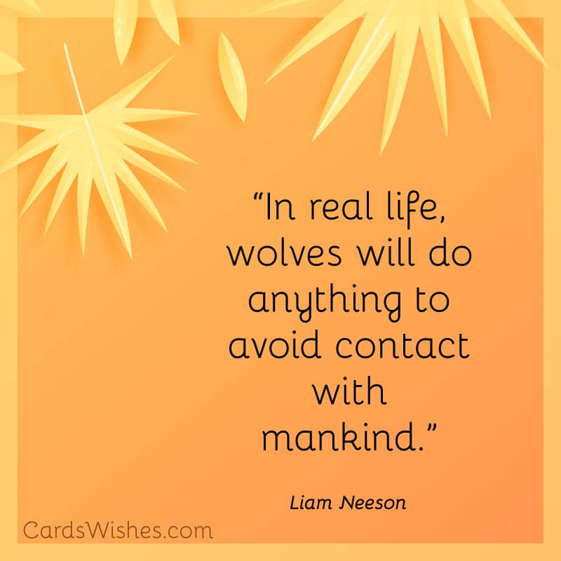 In real life, wolves will do anything to avoid contact with mankind.
